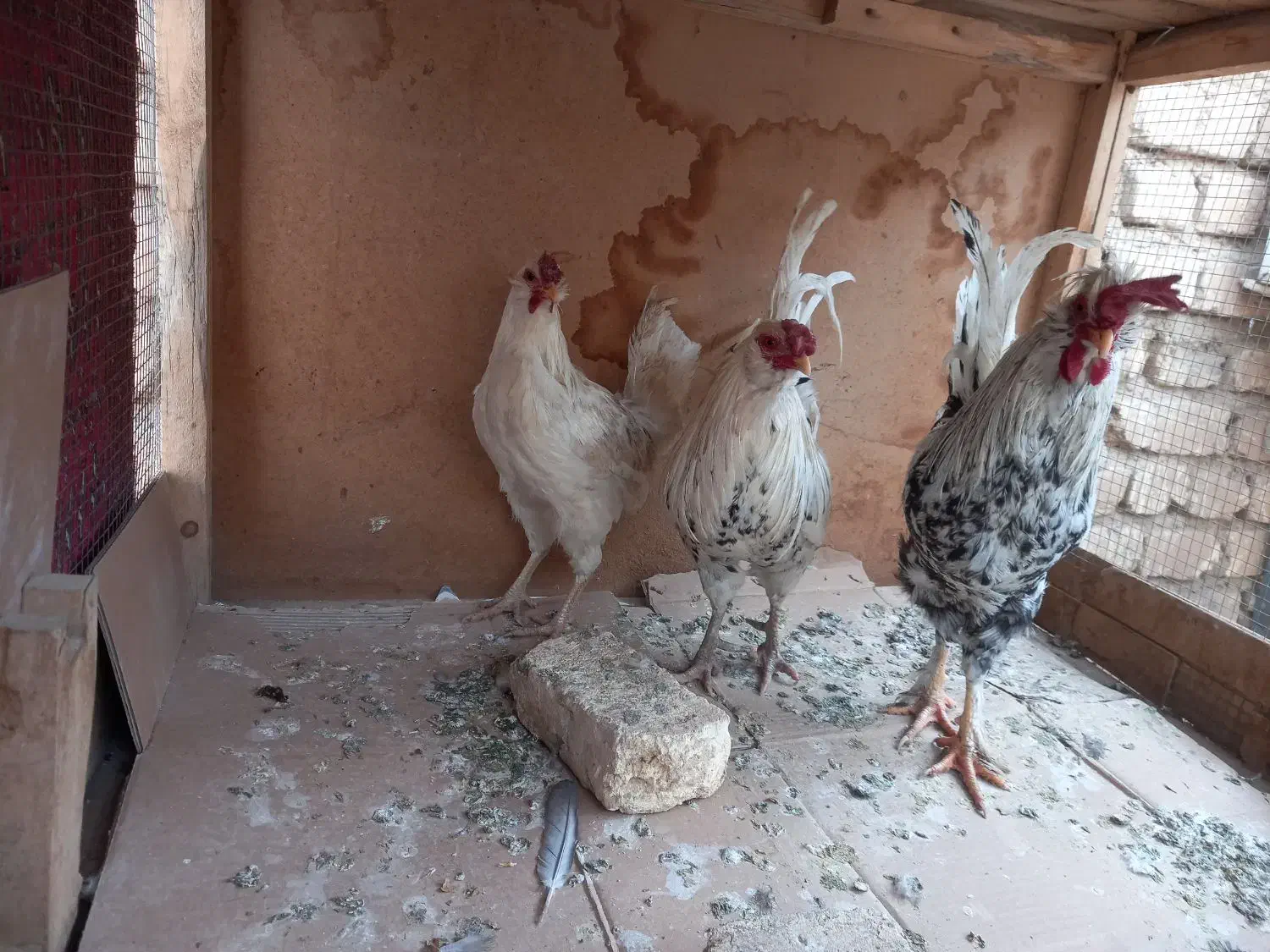 خروس گلین|حیوانات مزرعه|برخوار, |دیوار