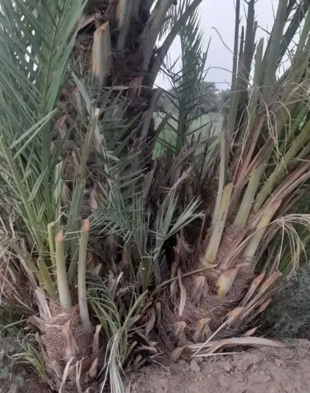 یزد|موبایل|یزد, |دیوار