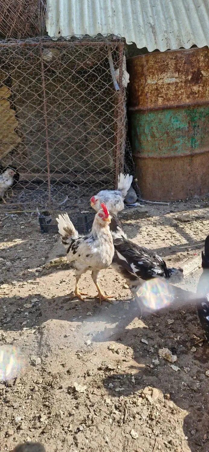 مرغ و خروس گلین|حیوانات مزرعه|سرپل ذهاب, |دیوار