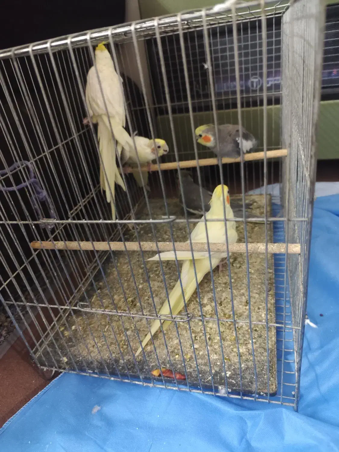 مرغ عروس|پرنده|آران و بیدگل, |دیوار