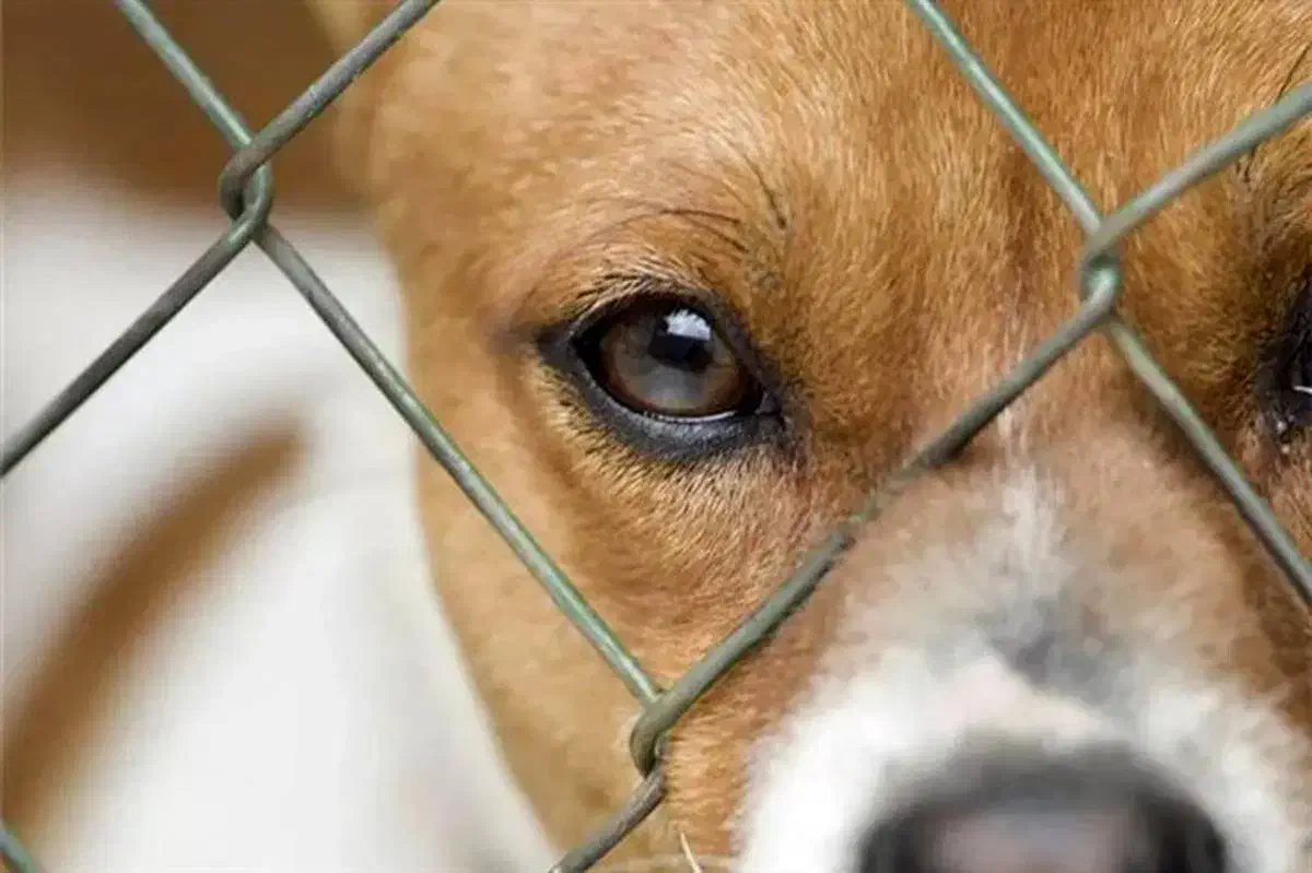 واگذاری رایگان نژاد های سگ|سگ|شهرضا, |دیوار