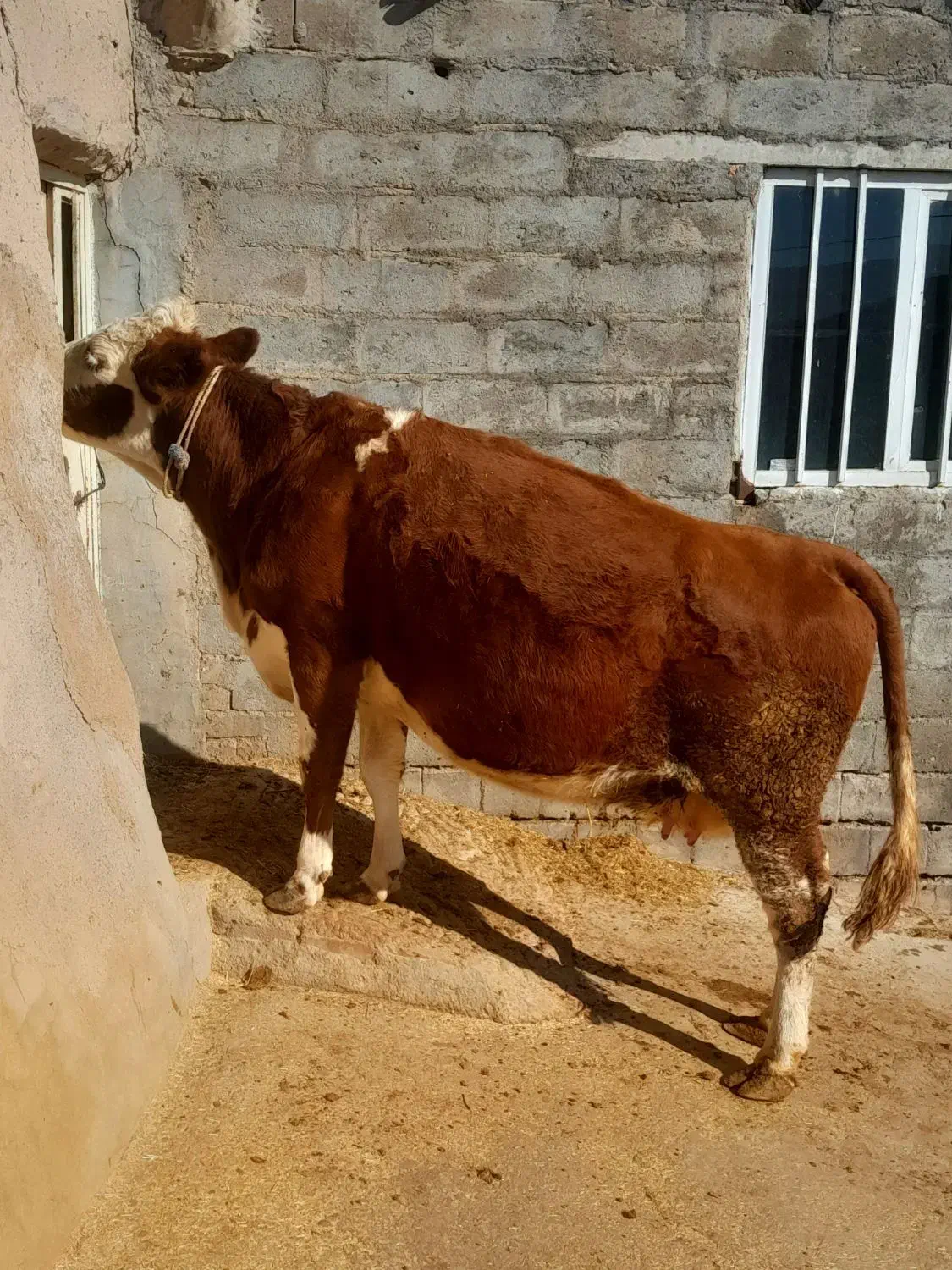 سه عدد گاو سمینتال قرمز جوان آبستن گاو صحرا|حیوانات مزرعه|نظر کهریزی, |دیوار