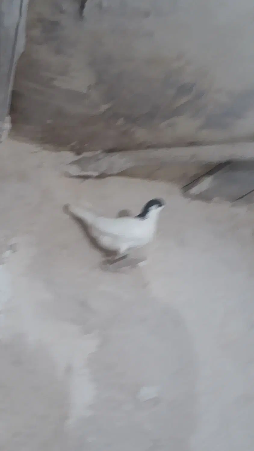 عشق|حیوانات|اسفرورین, |دیوار