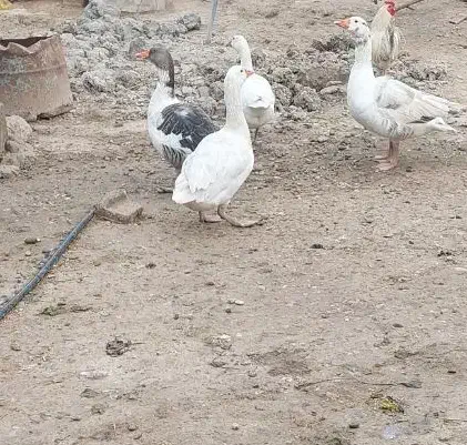 غاز|حیوانات مزرعه|شوشتر, |دیوار