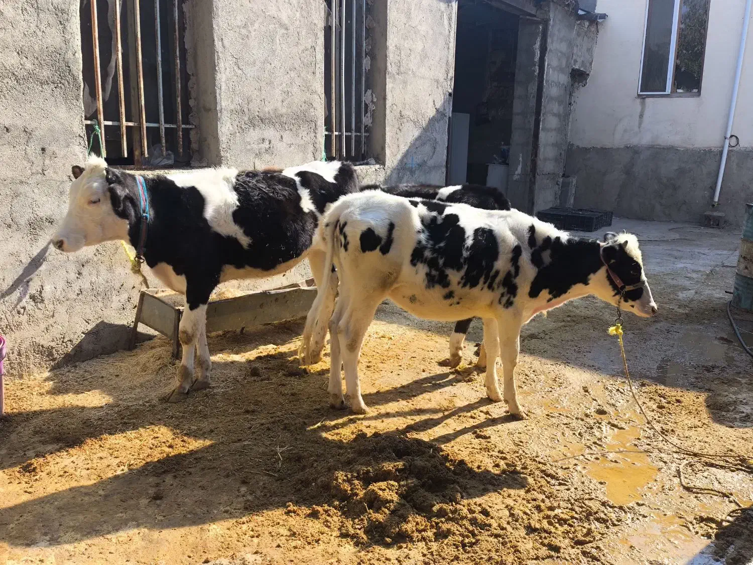 سه راس گوسال سیمینتال|حیوانات مزرعه|بیستون, |دیوار