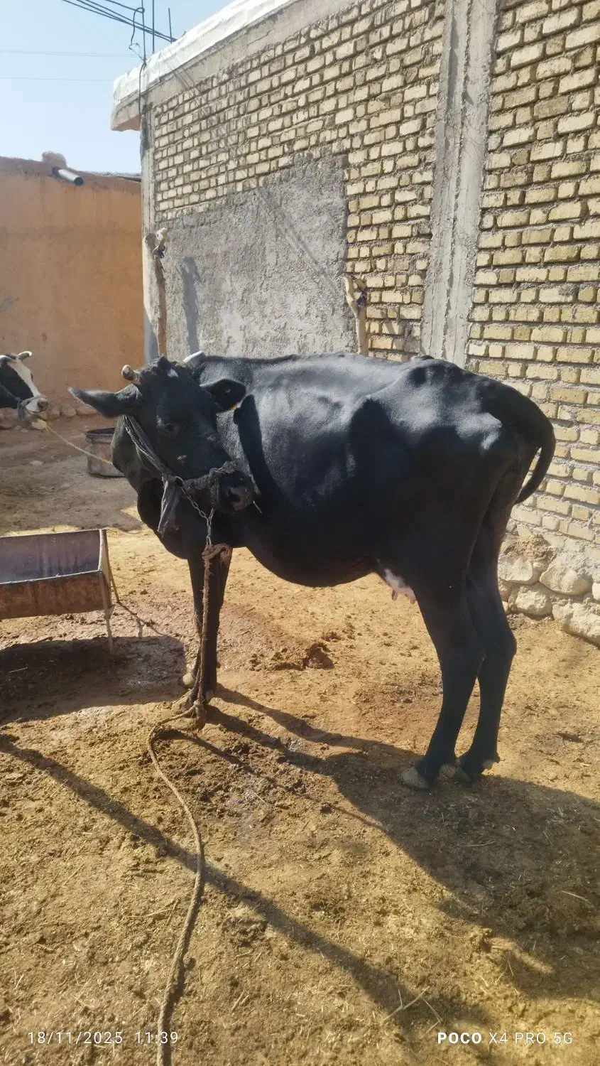 قیمت 75 میلیون|حیوانات مزرعه|آبدانان, |دیوار