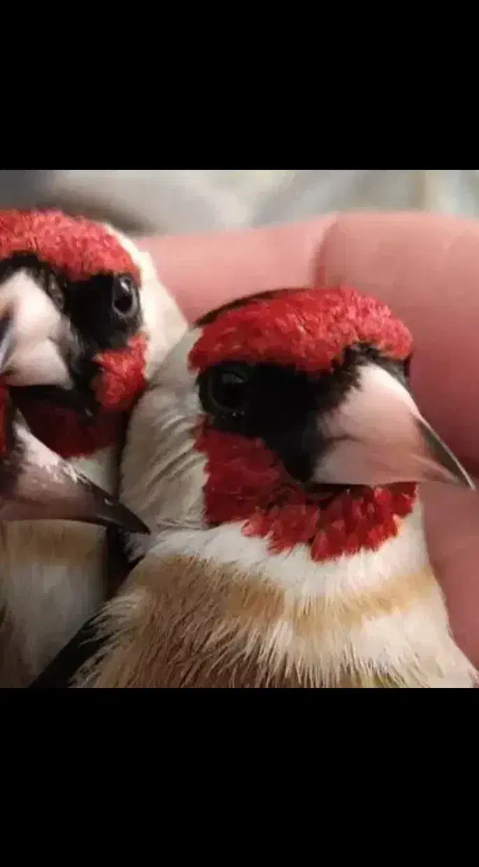 سه ره|پرنده|امیدیه, |دیوار