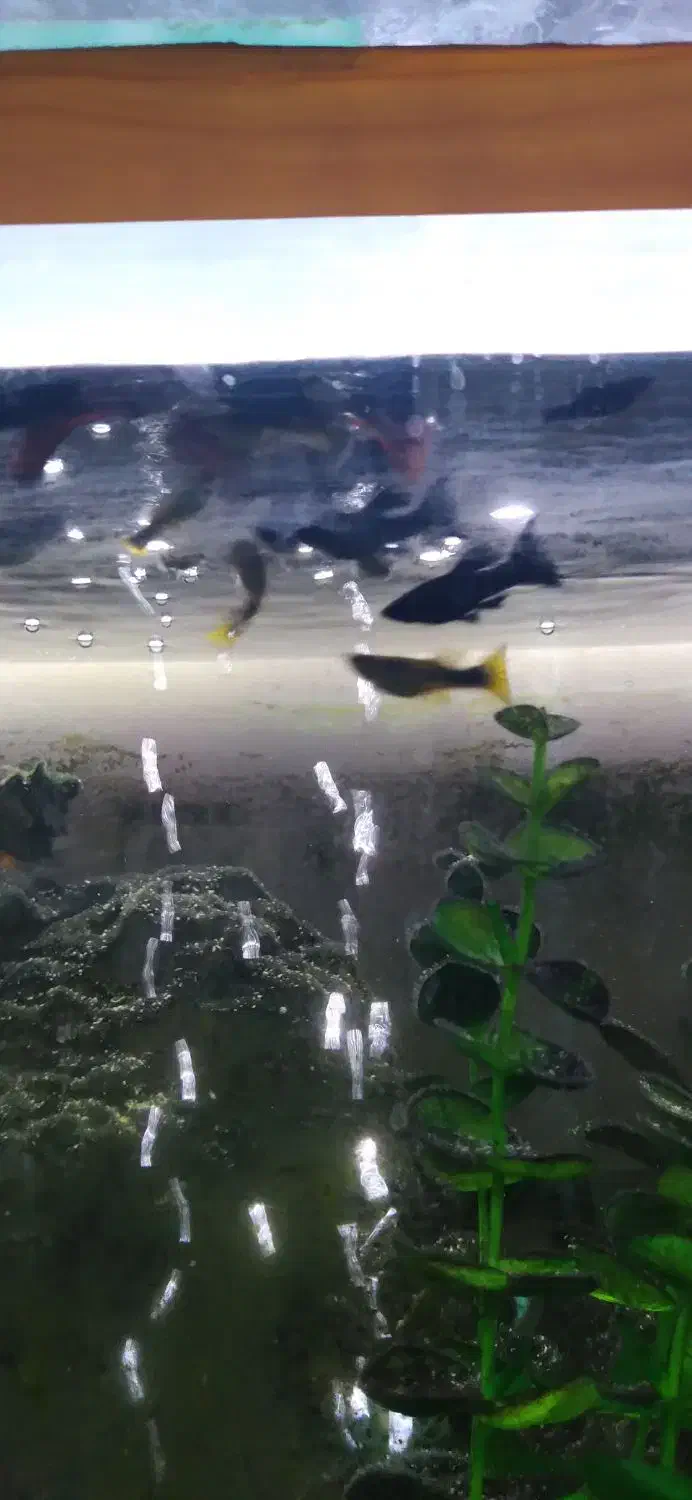 ماهی|ماهی|یزد, |دیوار