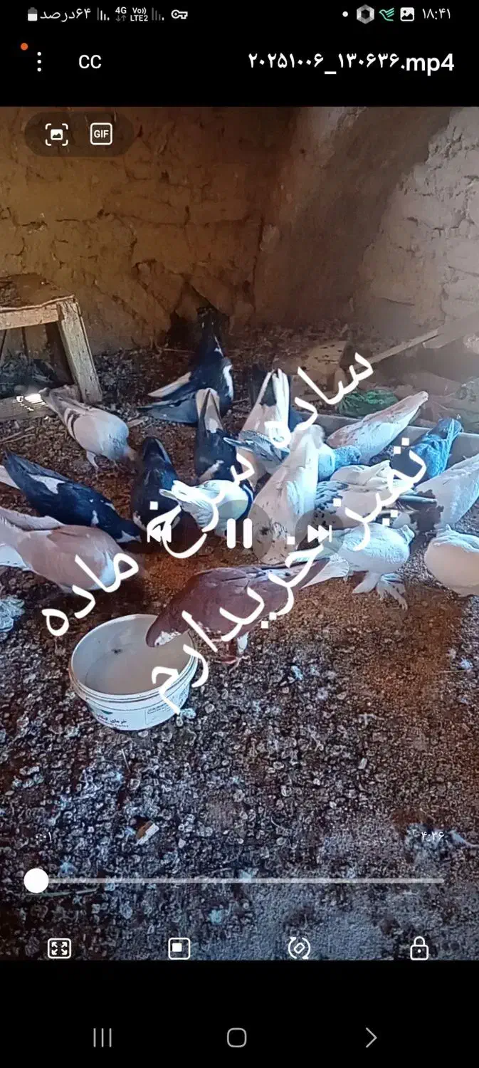 ساده سرخ ماده تمیز|پرنده|سربیشه, |دیوار