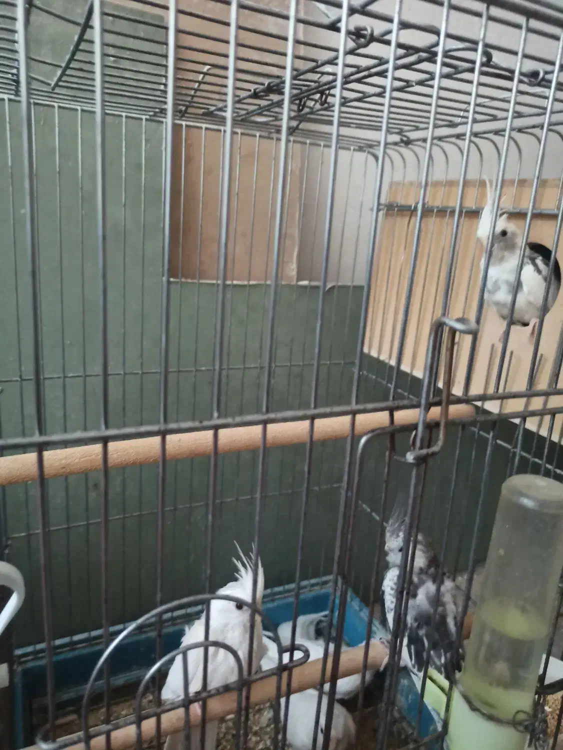 فروش جفت مولد عروس هلندی و برزیلی|پرنده|جهرم, |دیوار