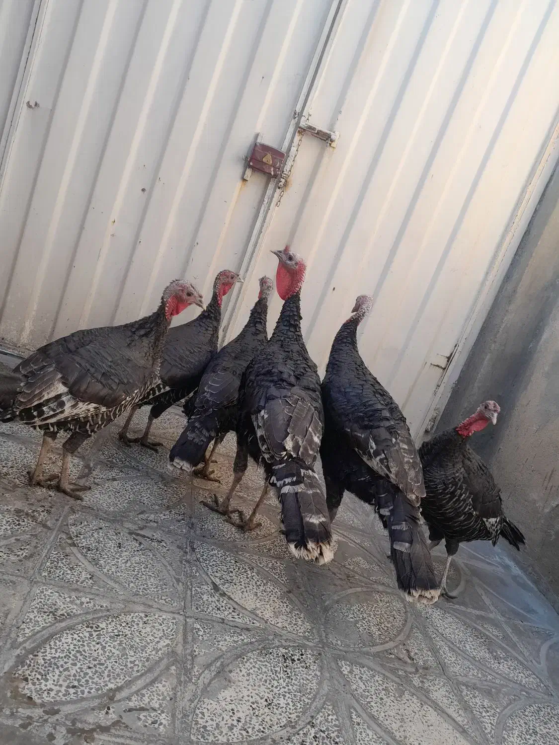 بوقلمون ۲تانر۴تاماده سرحال|حیوانات مزرعه|بروجرد, |دیوار