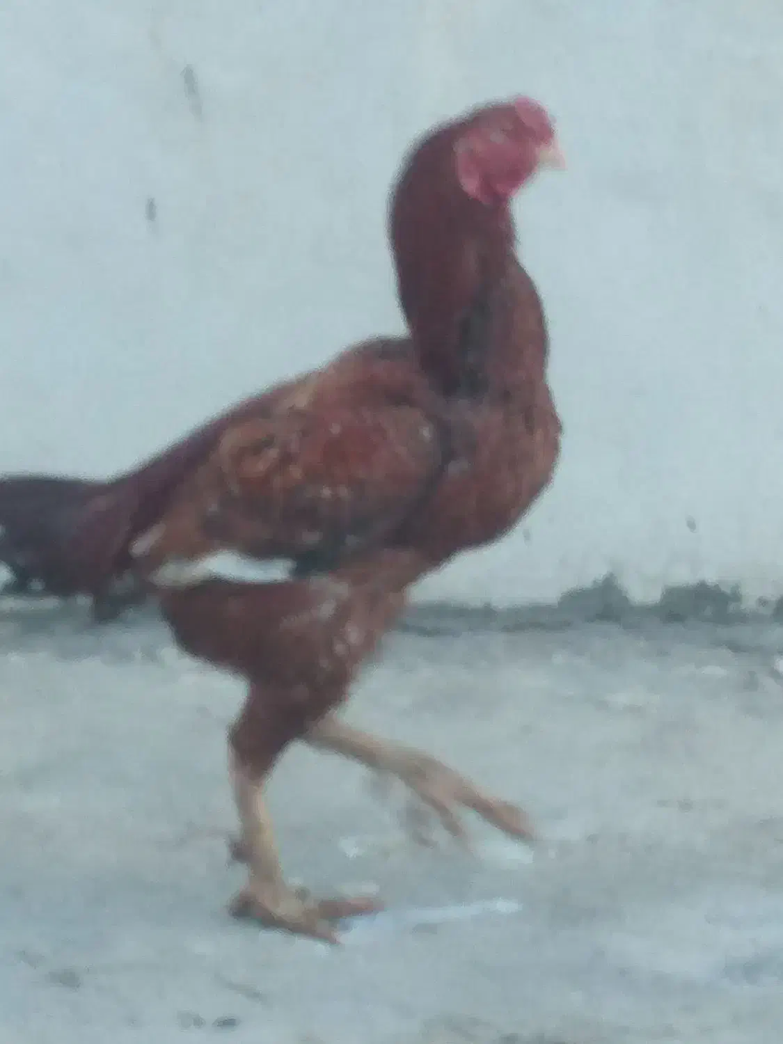 خروس لاری|حراج|کرمانشاه, |دیوار