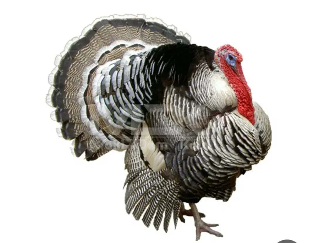 بوقلمون زنده محلی|حیوانات مزرعه|قزوین, |دیوار