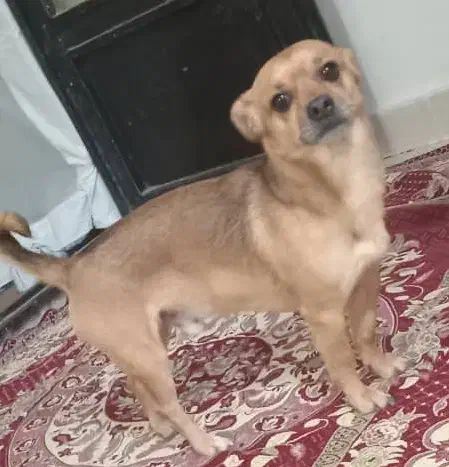 سگ گم شده|سگ|قم, نیروگاه|دیوار