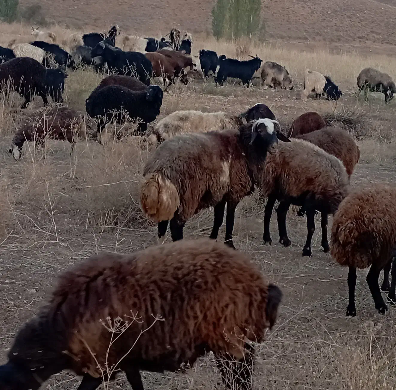 قوچ|حیوانات مزرعه|فریدونشهر, |دیوار