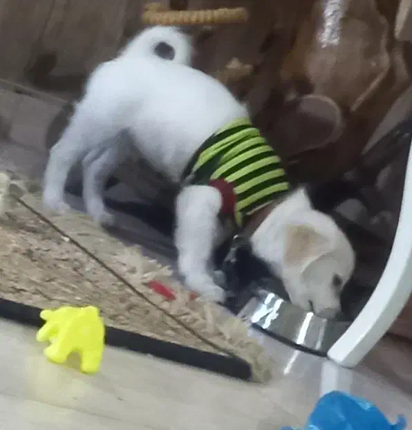 اشپیتز قیمت 5فوری|سگ|کهریزک, |دیوار