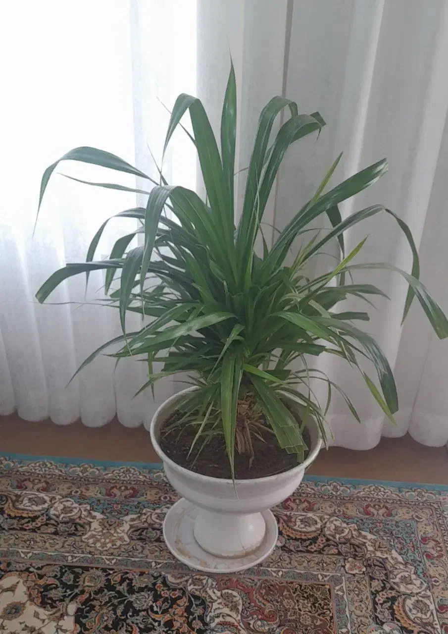 گل پاندانوس ابلق|گل و گیاه طبیعی|تربت جام, تیپ ۳۸ زرهی تربت جام|دیوار