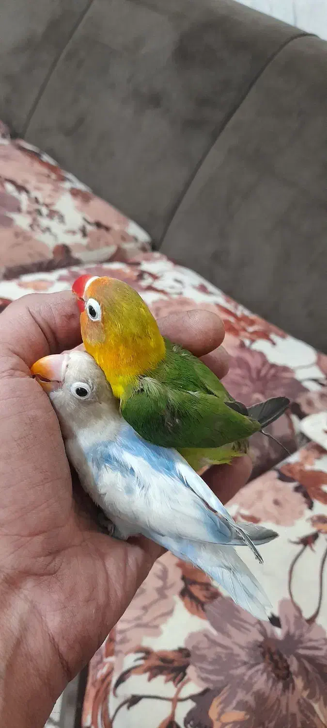 طوطی برزیلی نیمه دستی|پرنده|پاکدشت, پاکدشت (مامازند)|دیوار