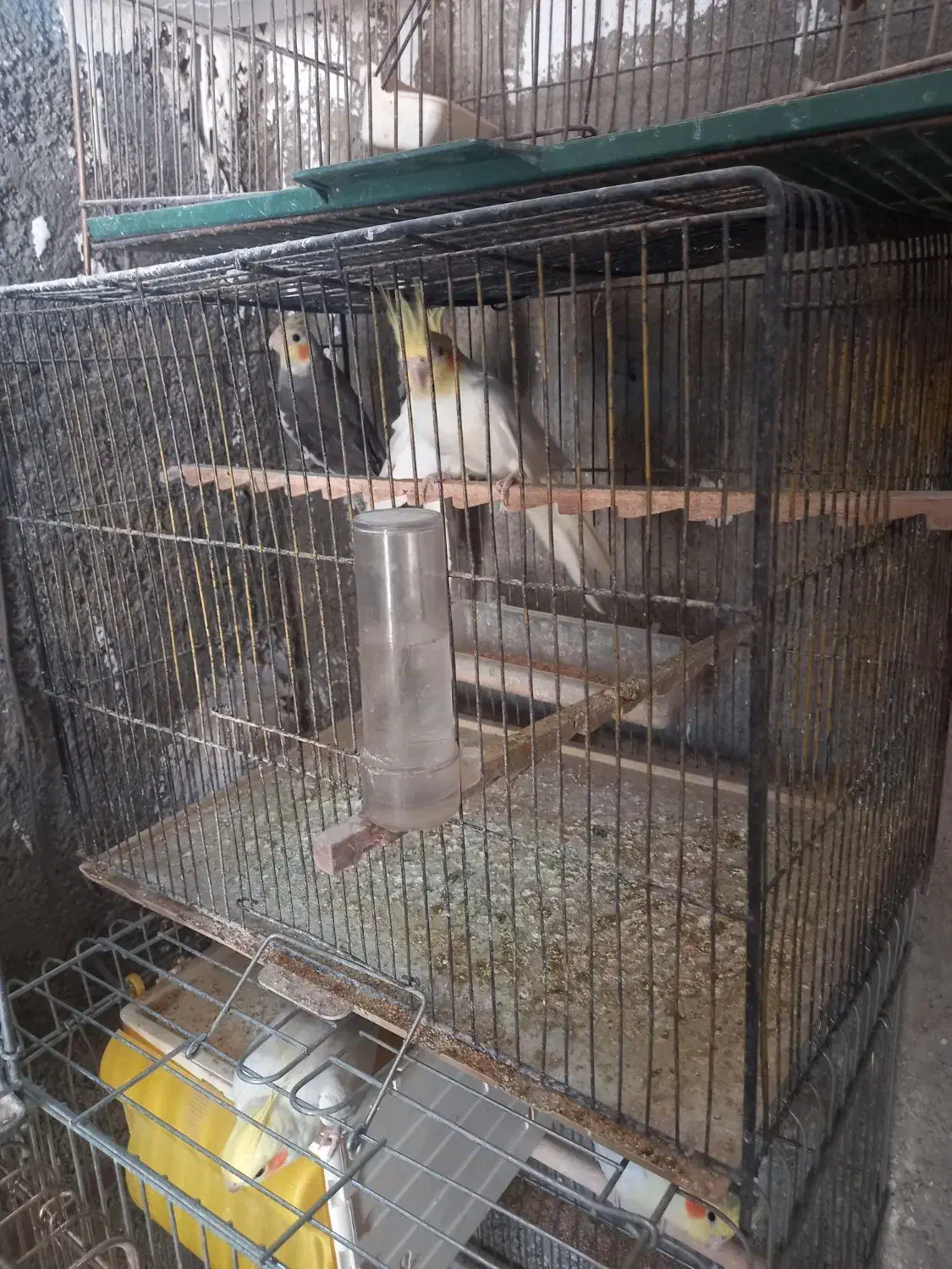 عروس هلندی|پرنده|رباط‌کریم, رباط‌کریم|دیوار