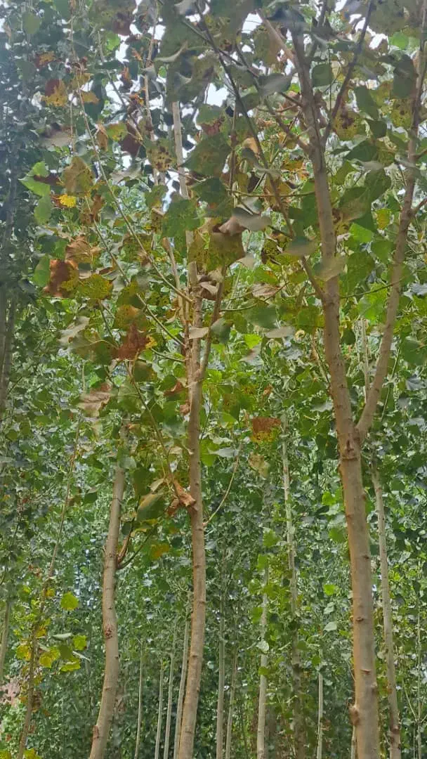 زمین کشاورزی باغی|فروش دفتر صنعتی، کشاورزی، تجاری|کامیاران, |دیوار