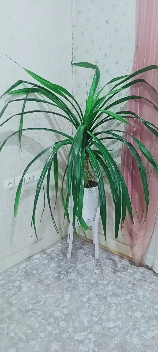 کیف نیه گ ل گ ن د م ی زیبا همراه با پایه|کیف، کفش، کمربند|مریوان, |دیوار