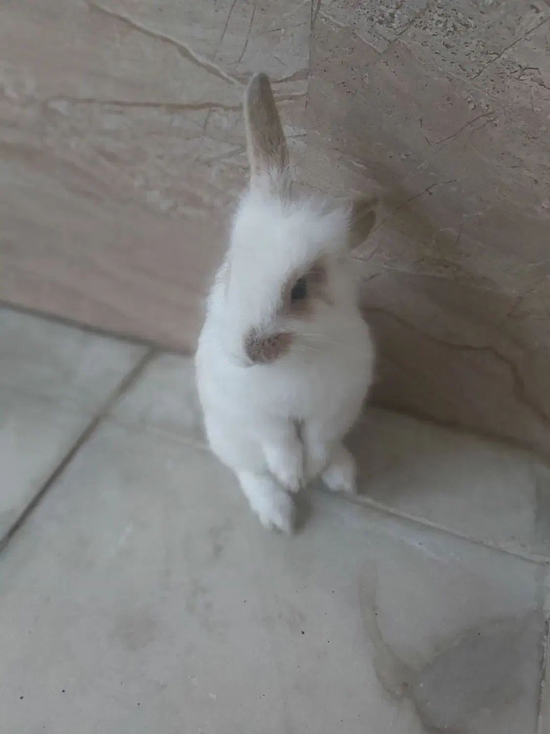 فروش خرگوش یک و نیم|موش و خرگوش|پیرانشهر, |دیوار