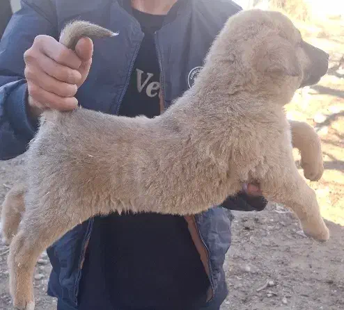 سگ سرابی اصیل|سگ|بیستون, |دیوار