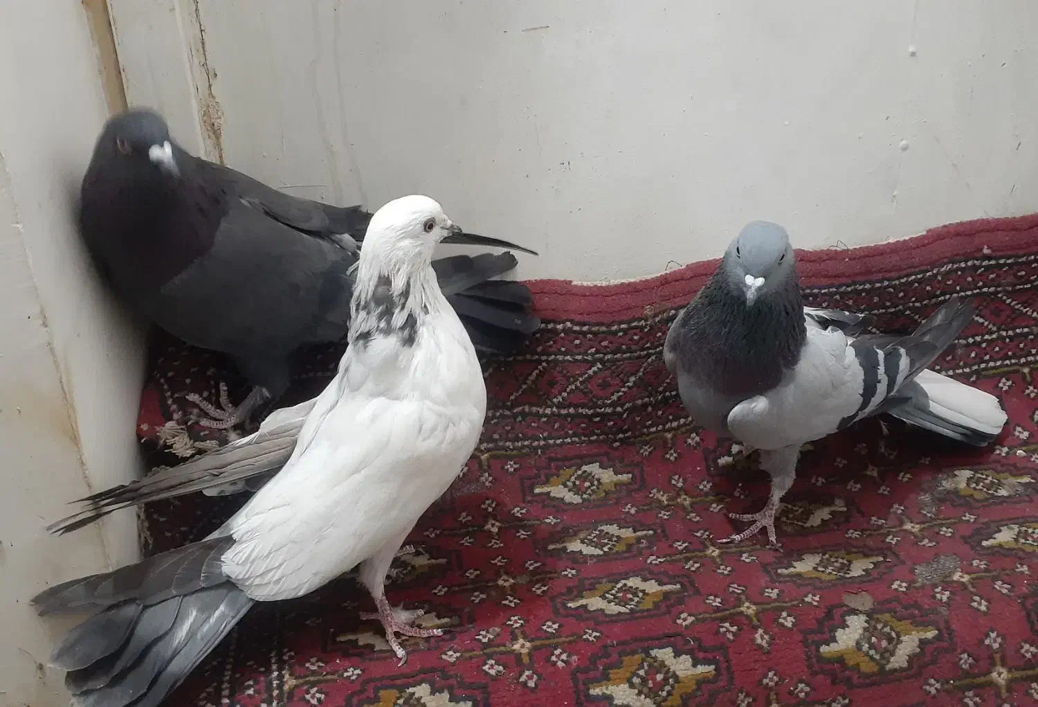 کبوتر پر|پرنده|شهرکرد, |دیوار