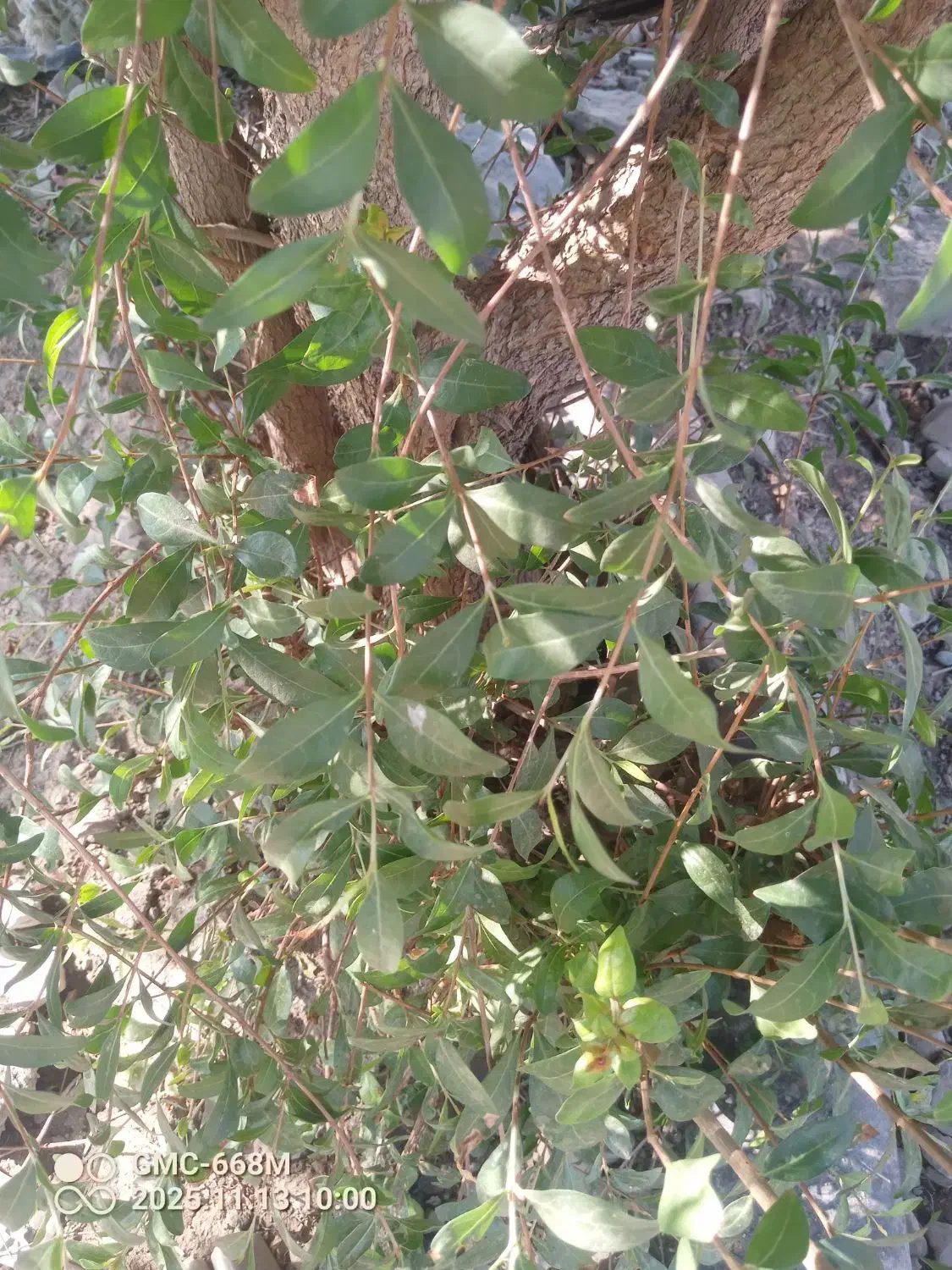 حنامحلی|گل و گیاه طبیعی|جیرفت, |دیوار