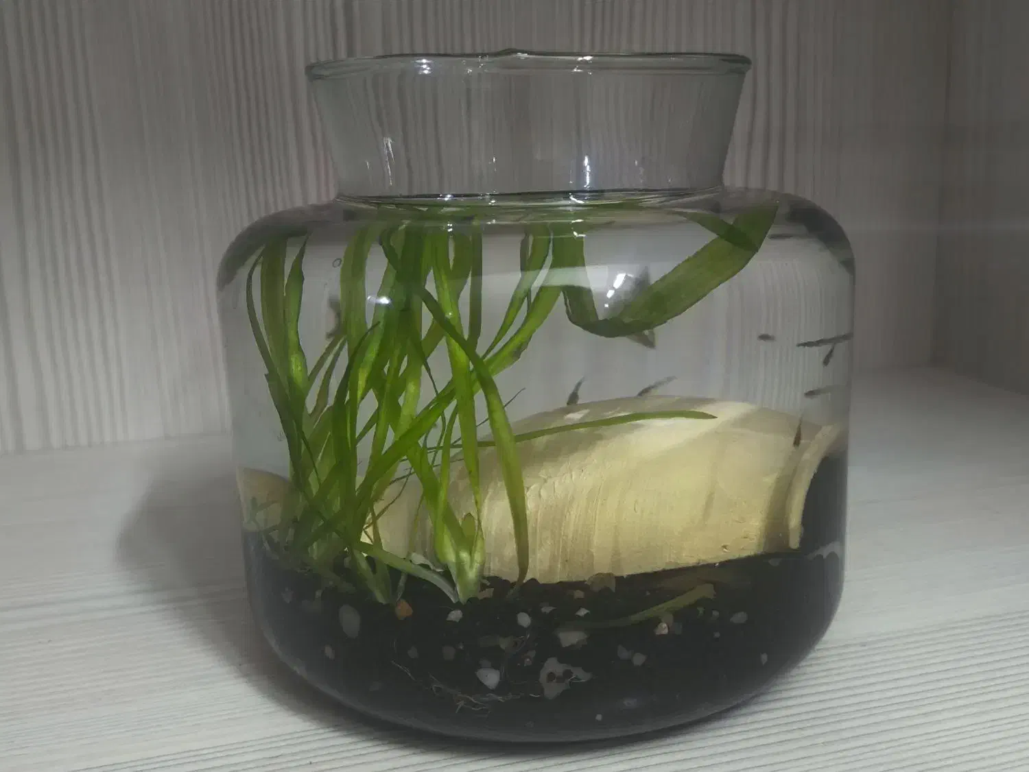 تنگ با ماهی و گیاه|ماهی|اصفهان, همدانیان|دیوار