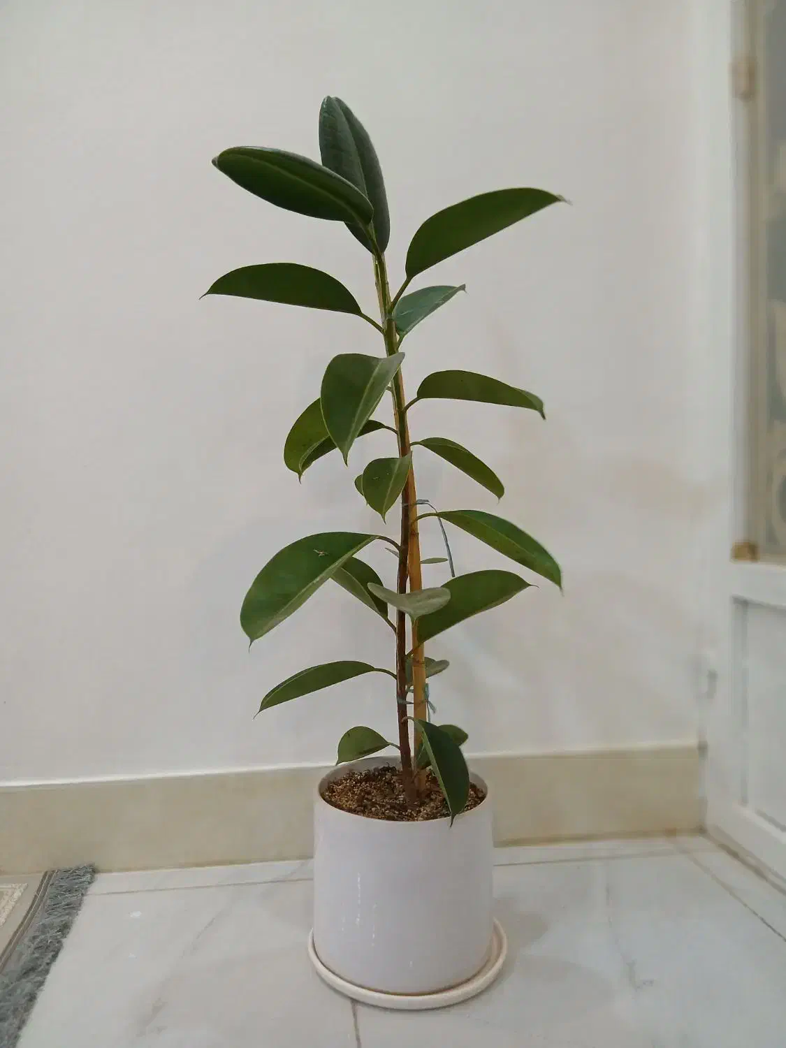 درخت خانگی|گل و گیاه طبیعی|خواف, |دیوار