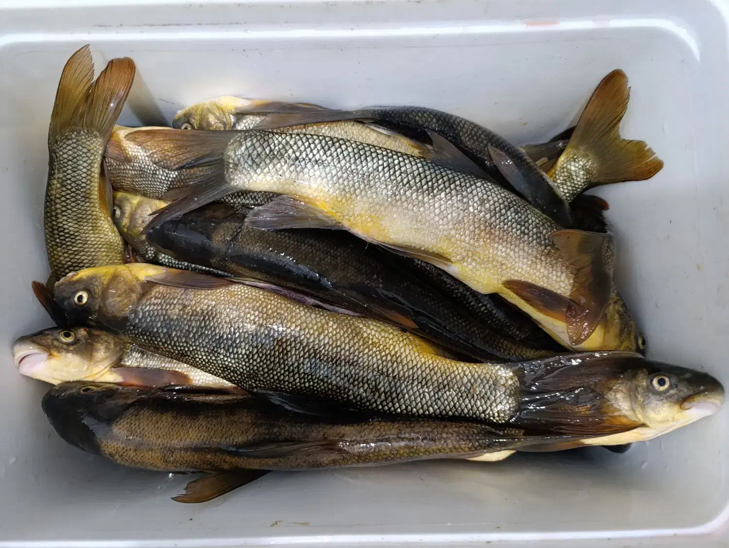 ماهی بزرگ و تازه|ماهی|دورود, |دیوار