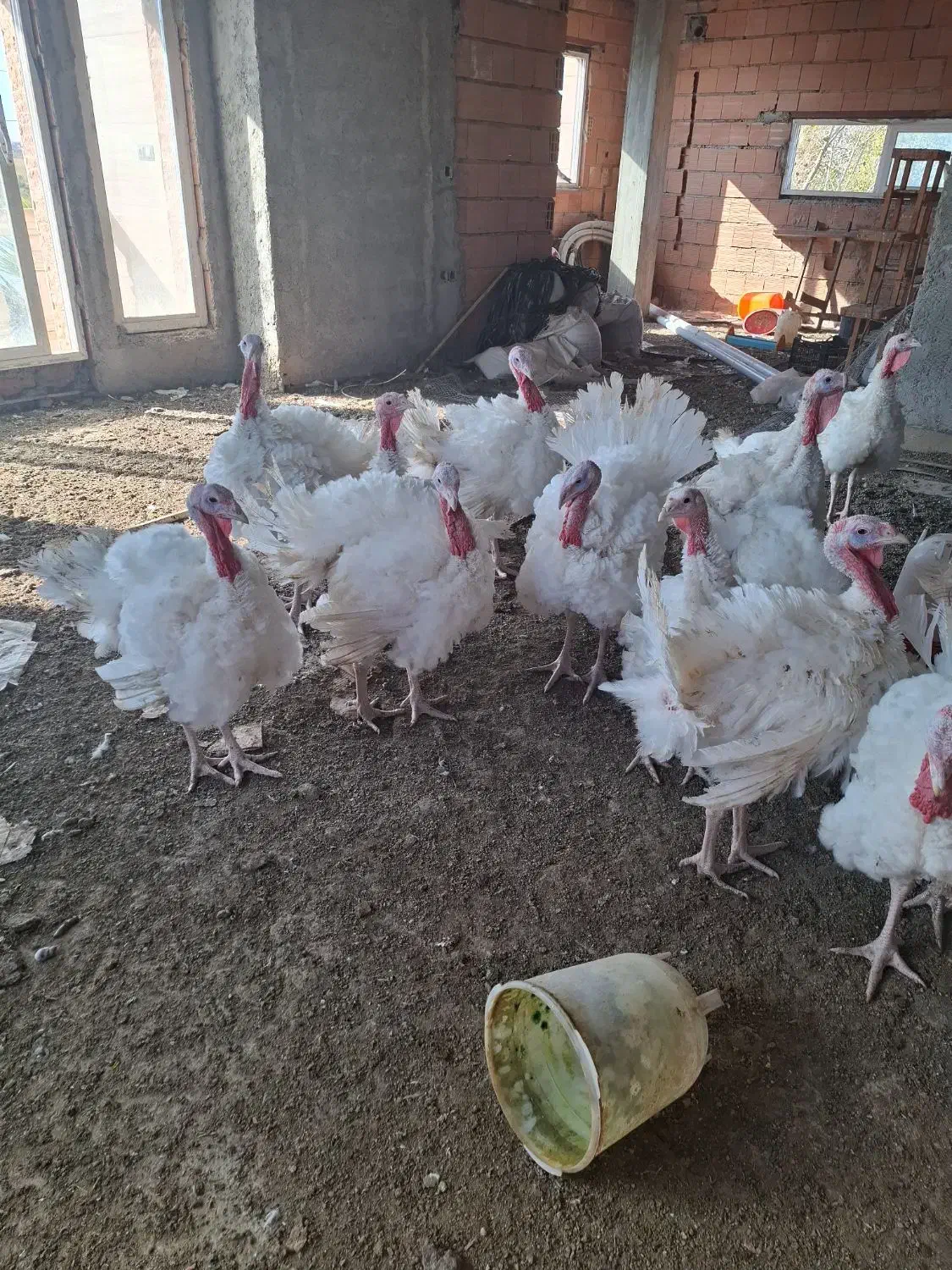 بوقلمون|حیوانات مزرعه|فریدونکنار, |دیوار