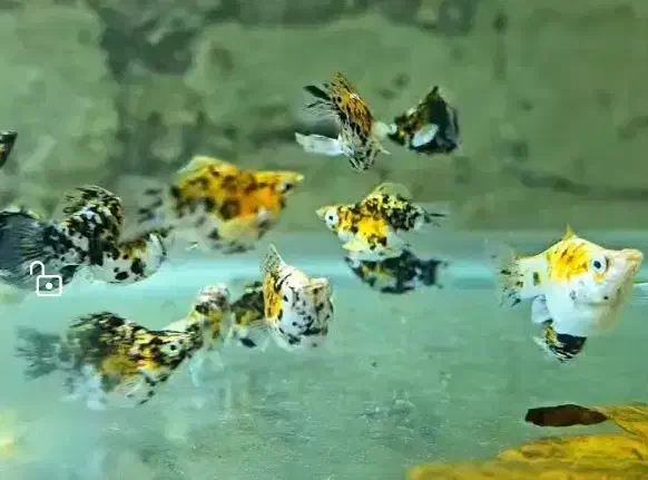 ماهی گوپی کوی بالن،مولی بالن، پلاتی بالن|ماهی|تهران, شهرک شریعتی|دیوار