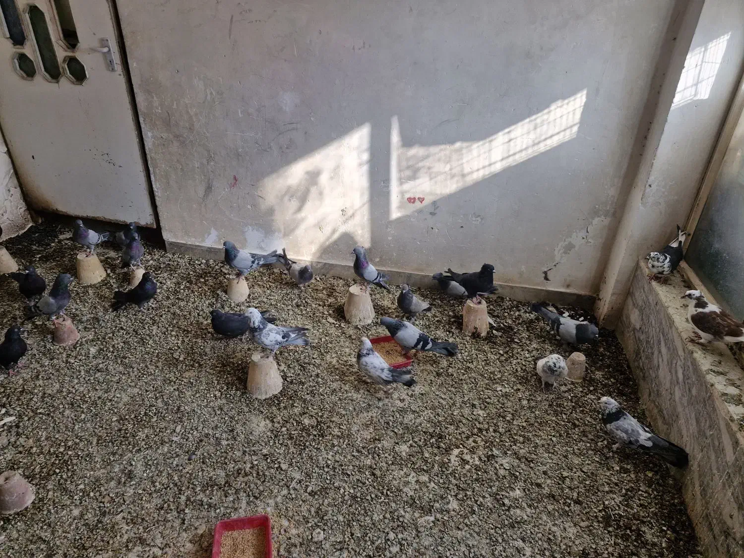 بوم اصفهانی درجه یک|پرنده|برخوار, |دیوار