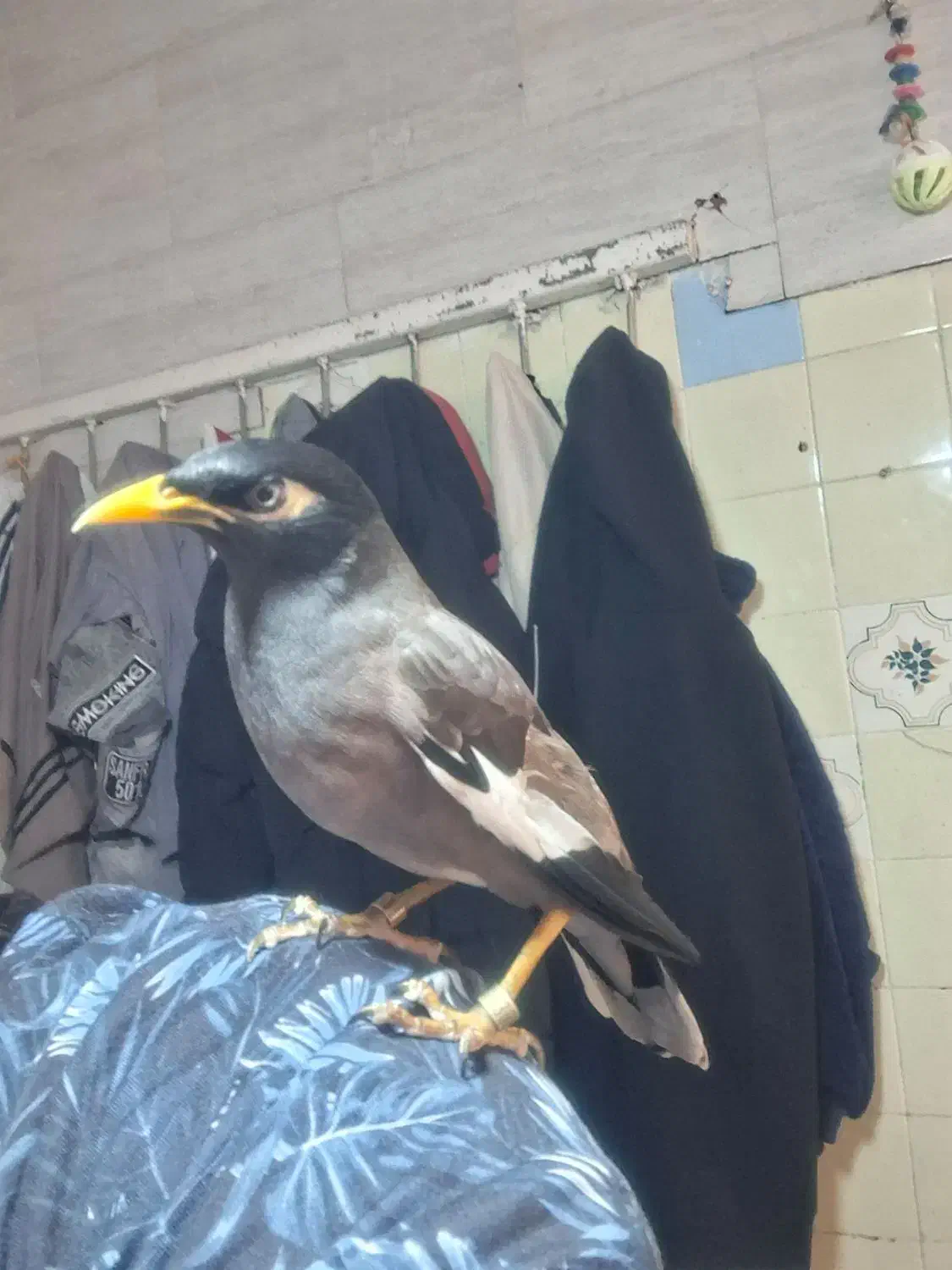 مینا دستی|پرنده|قم, سراجه (۱۵ خرداد)|دیوار