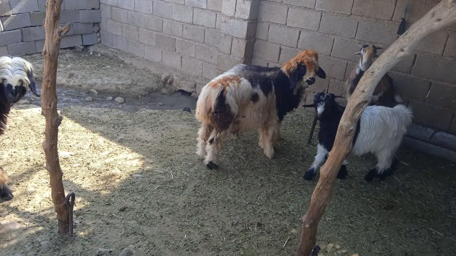 بره چاق|حیوانات مزرعه|گتوند, |دیوار