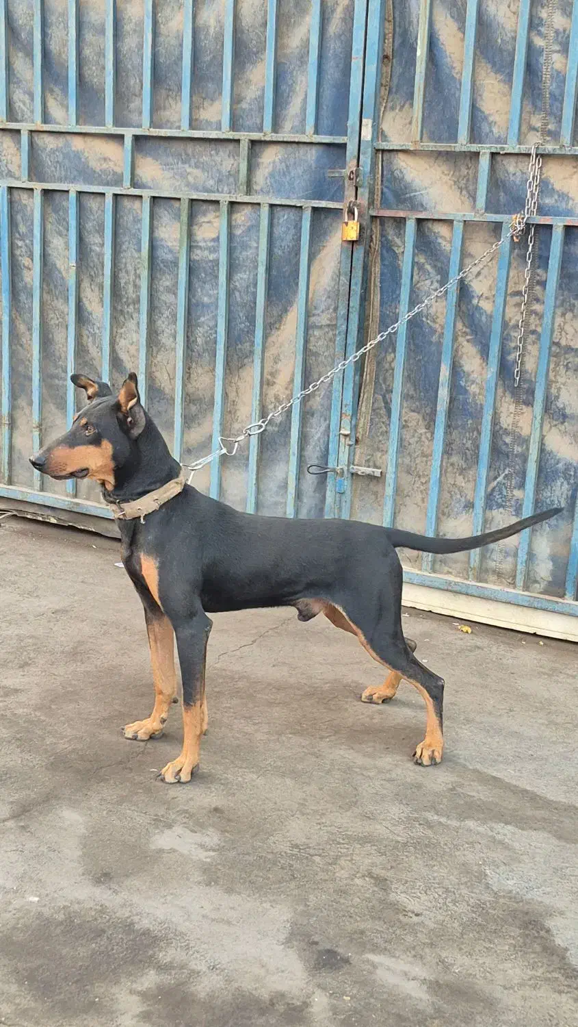 سگ دوبرمن خالص|سگ|کرمان, |دیوار