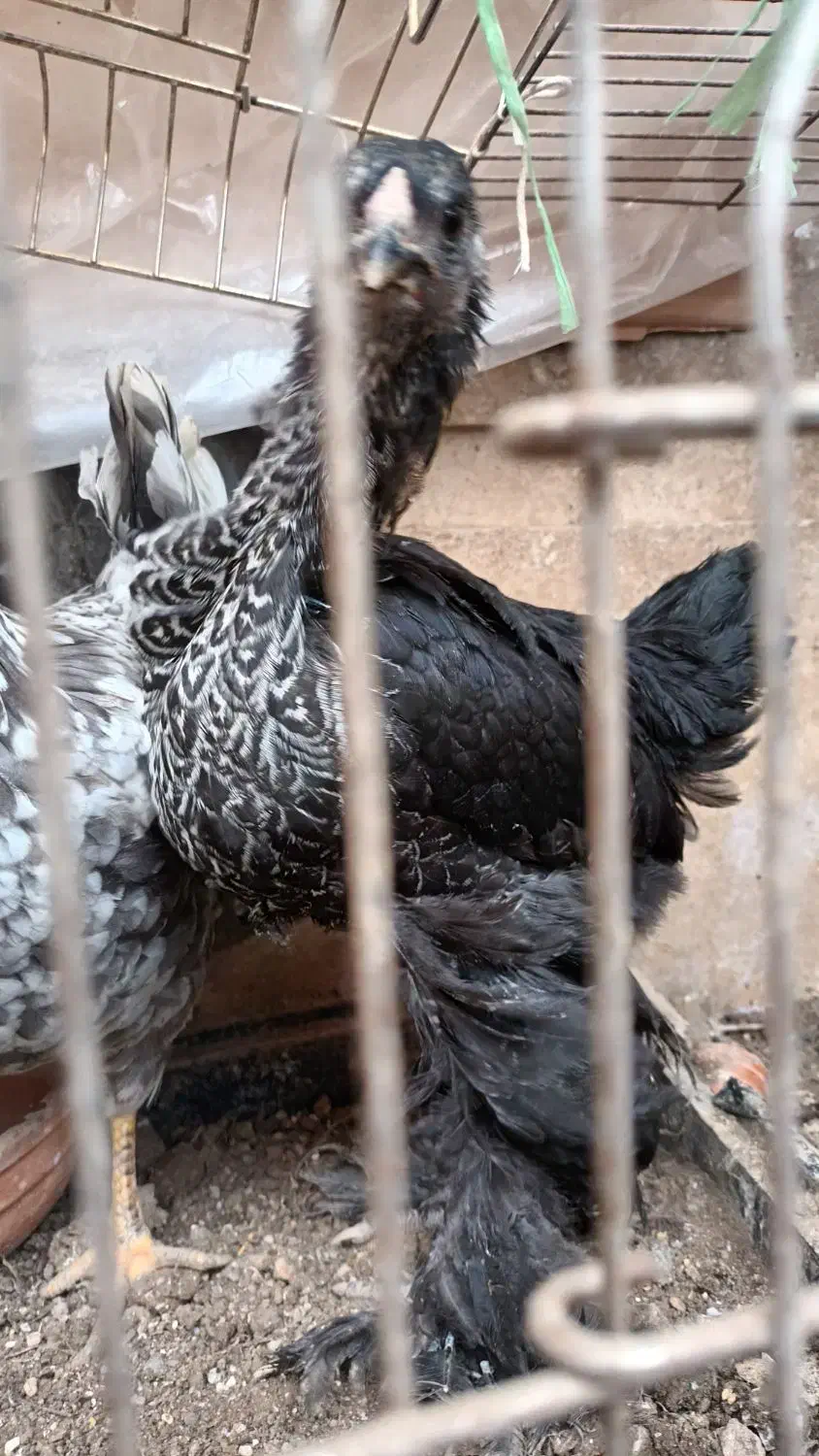 مرغ|حیوانات مزرعه|مشکین‌دشت, |دیوار