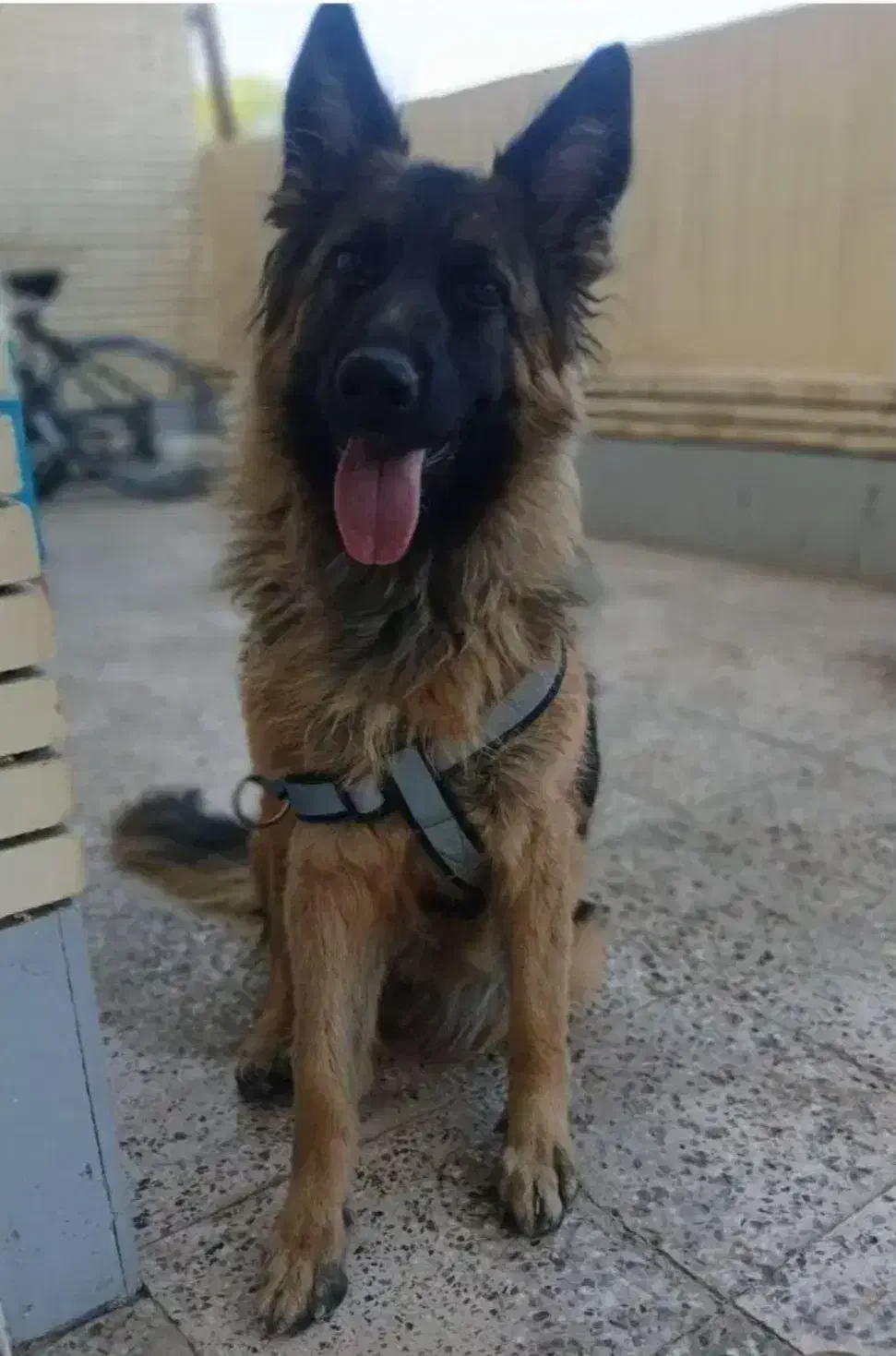 سگ ژرمن اصل ماده|سگ|فارسان, |دیوار