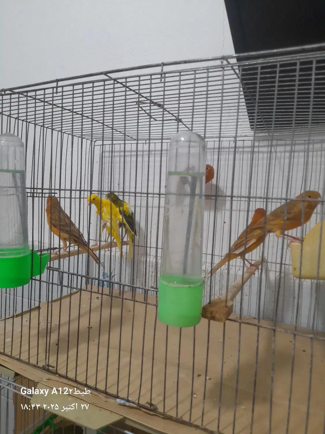 قناری اوپال رنگ دارچینی و سوخته|پرنده|رشت, ترمینال|دیوار