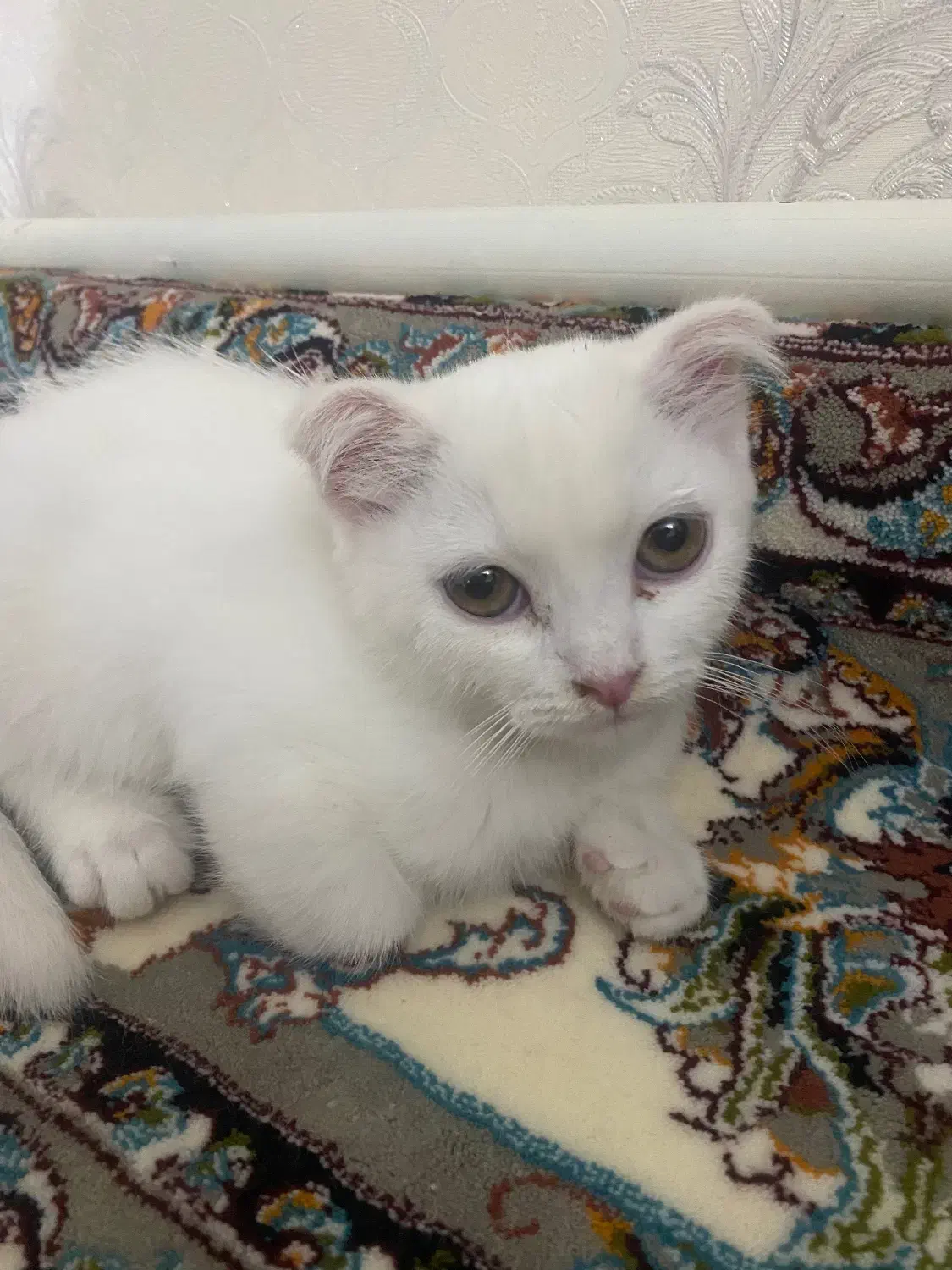 گربه اسکاتیش|گربه|تبریز, |دیوار