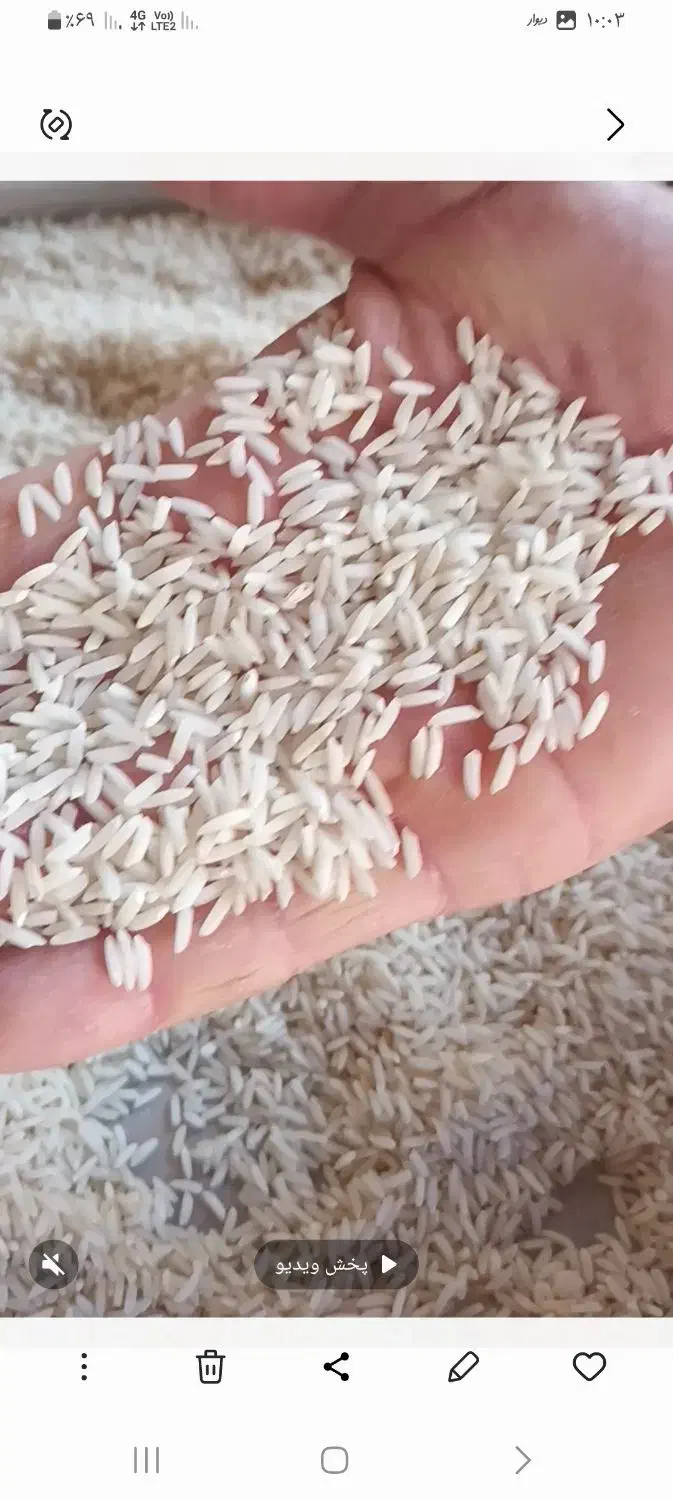 برنج هاشمی|خوردنی و آشامیدنی|سنگر, |دیوار