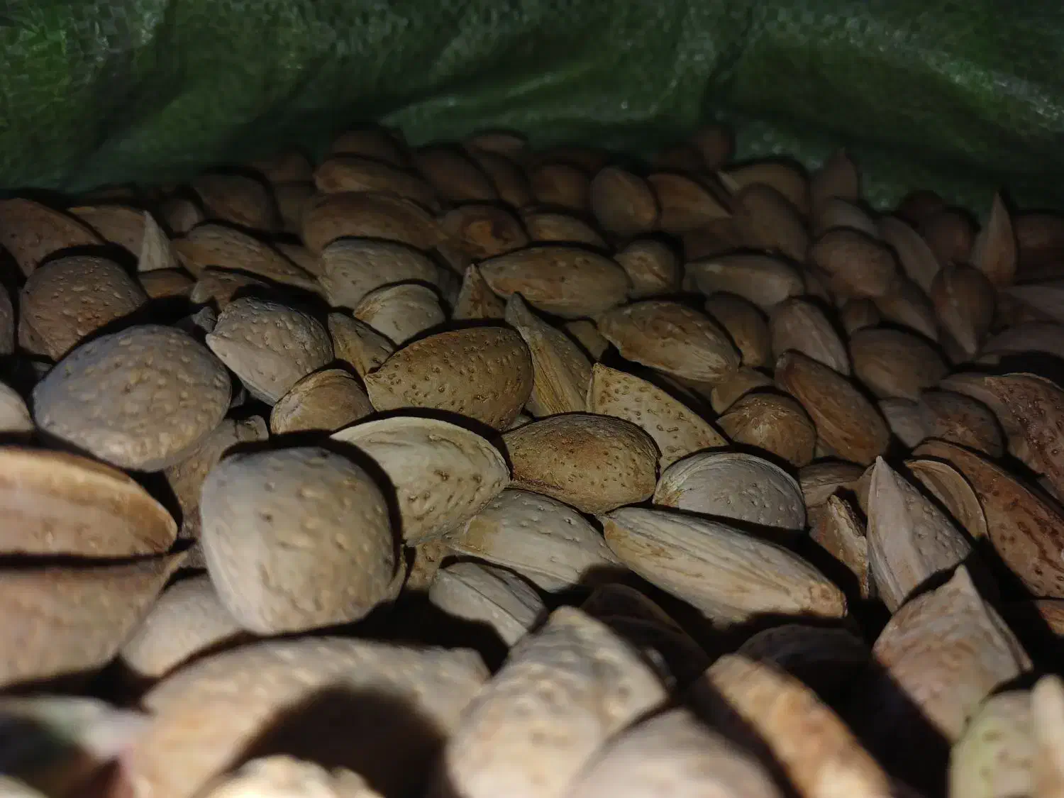 خشکبار زرشک عناب خاکشیرنیشابور|عمدهفروشی|مشهد, عیدگاه|دیوار