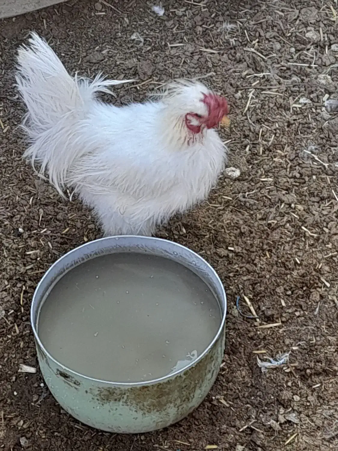 خروس ابریشمی|حیوانات مزرعه|فسا, |دیوار