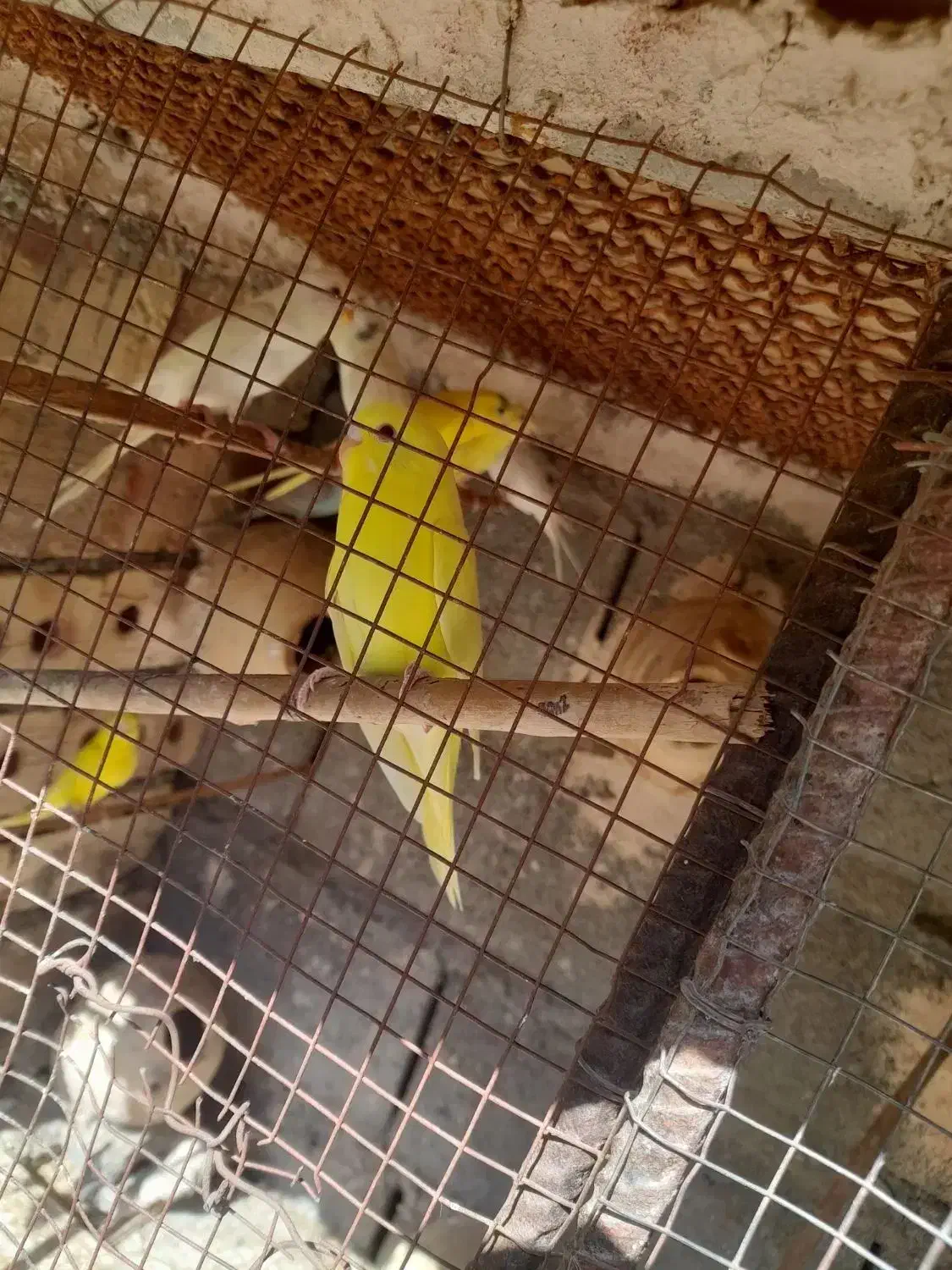 فروش مرغ. عشق|پرنده|میناب, |دیوار