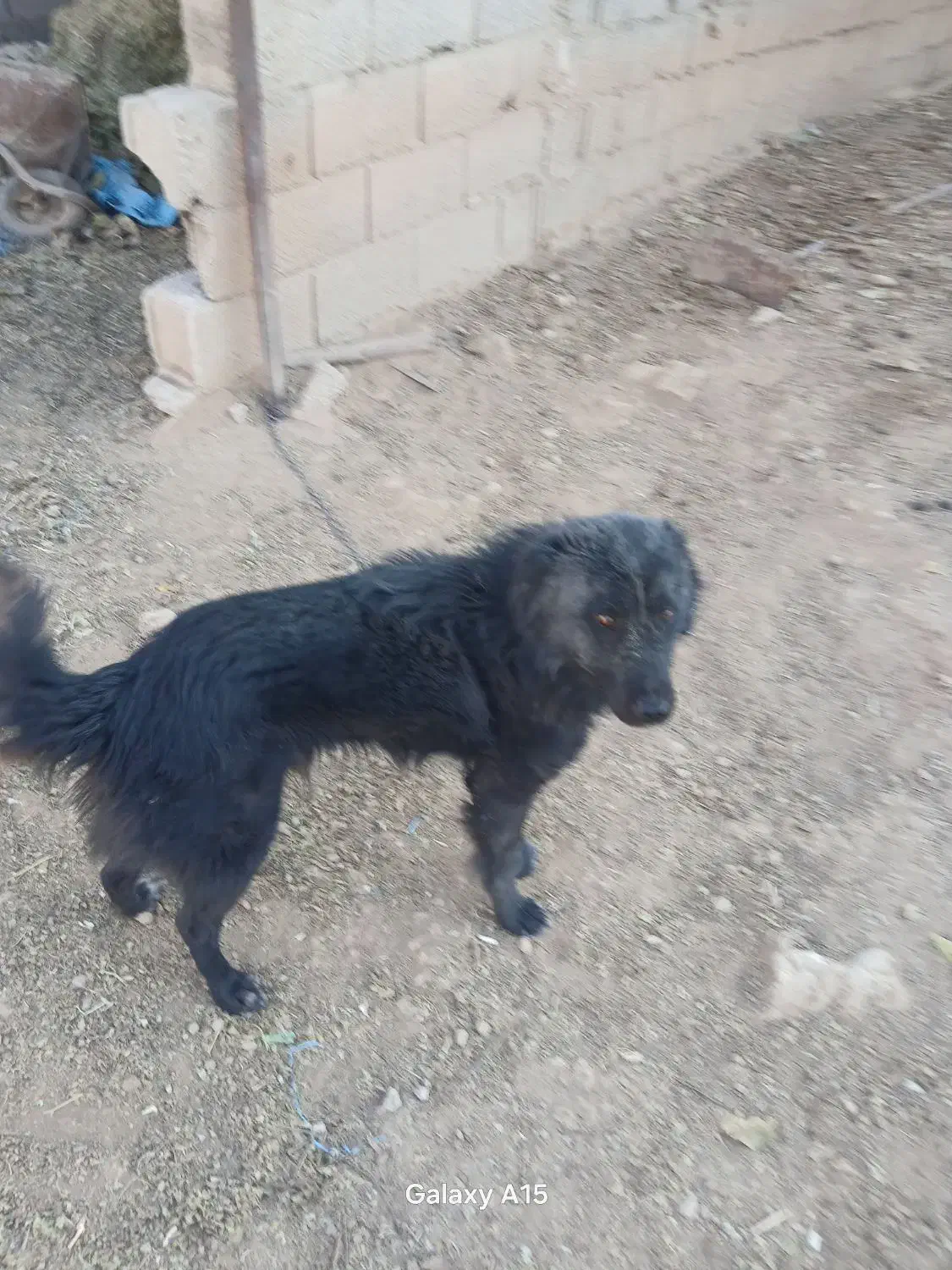 دورود بر شما خوبان نژاد گله|سگ|لاران, |دیوار