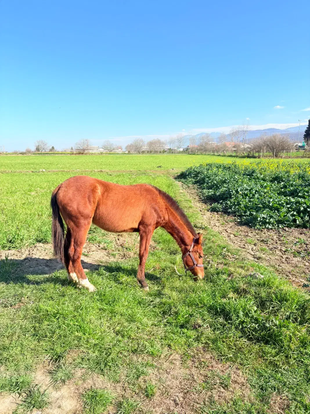 اسب|اسب و تجهیزات اسب‌سواری|بهشهر, |دیوار