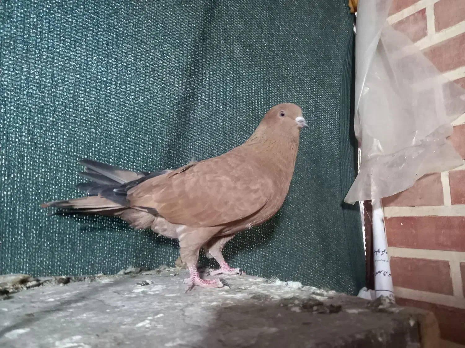 ماده کله ای|پرنده|امیدیه, |دیوار