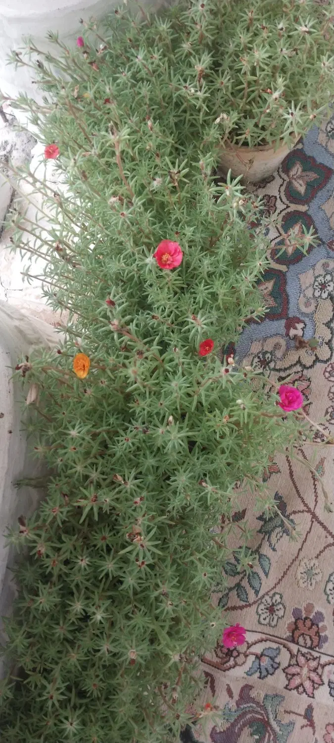 گل ناز|گل و گیاه طبیعی|رحیم‌آباد, |دیوار